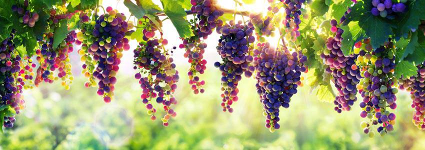 Vigne sous le soleil dans un champ