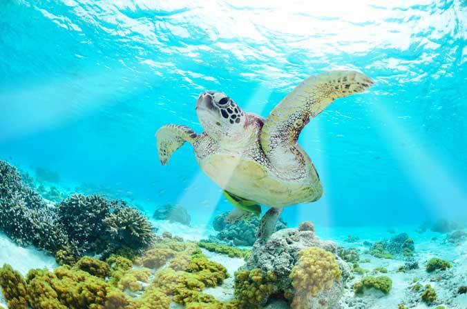 Une tortue nage dans l'eau