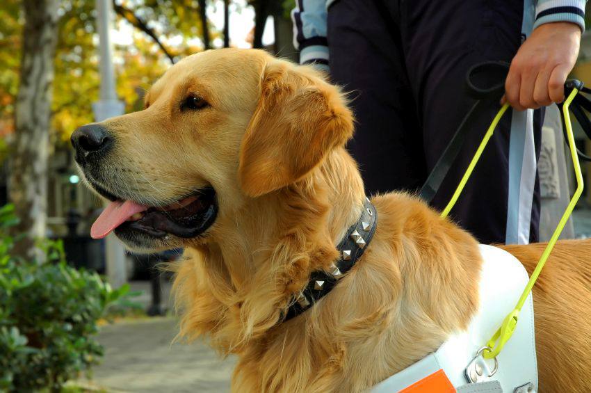 Un golden retriever aidant