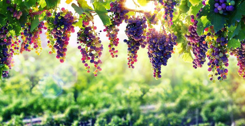 Vigne sous le soleil dans un champ