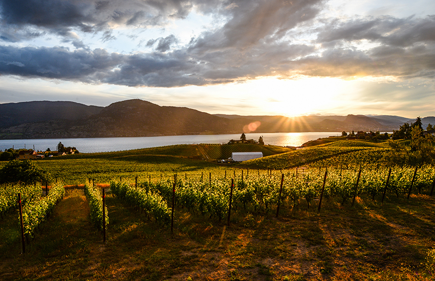 Champs d'agriculture sur le bord de l'eau